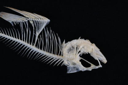 Bream Fish Articulations