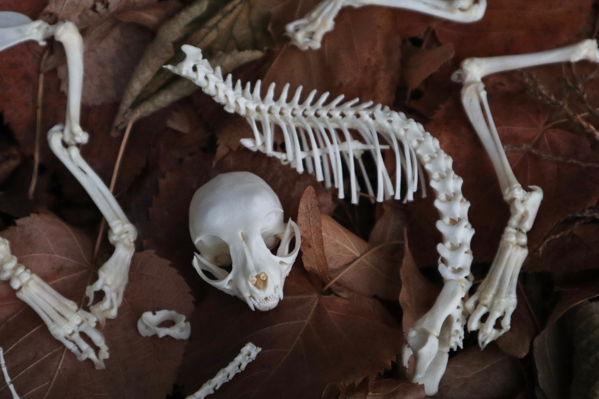 Kitten Skeleton