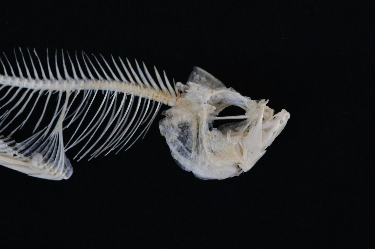 Bream Fish Articulations