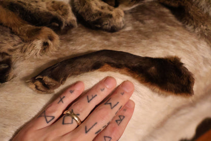 Dry Preserved Red Fox Arm