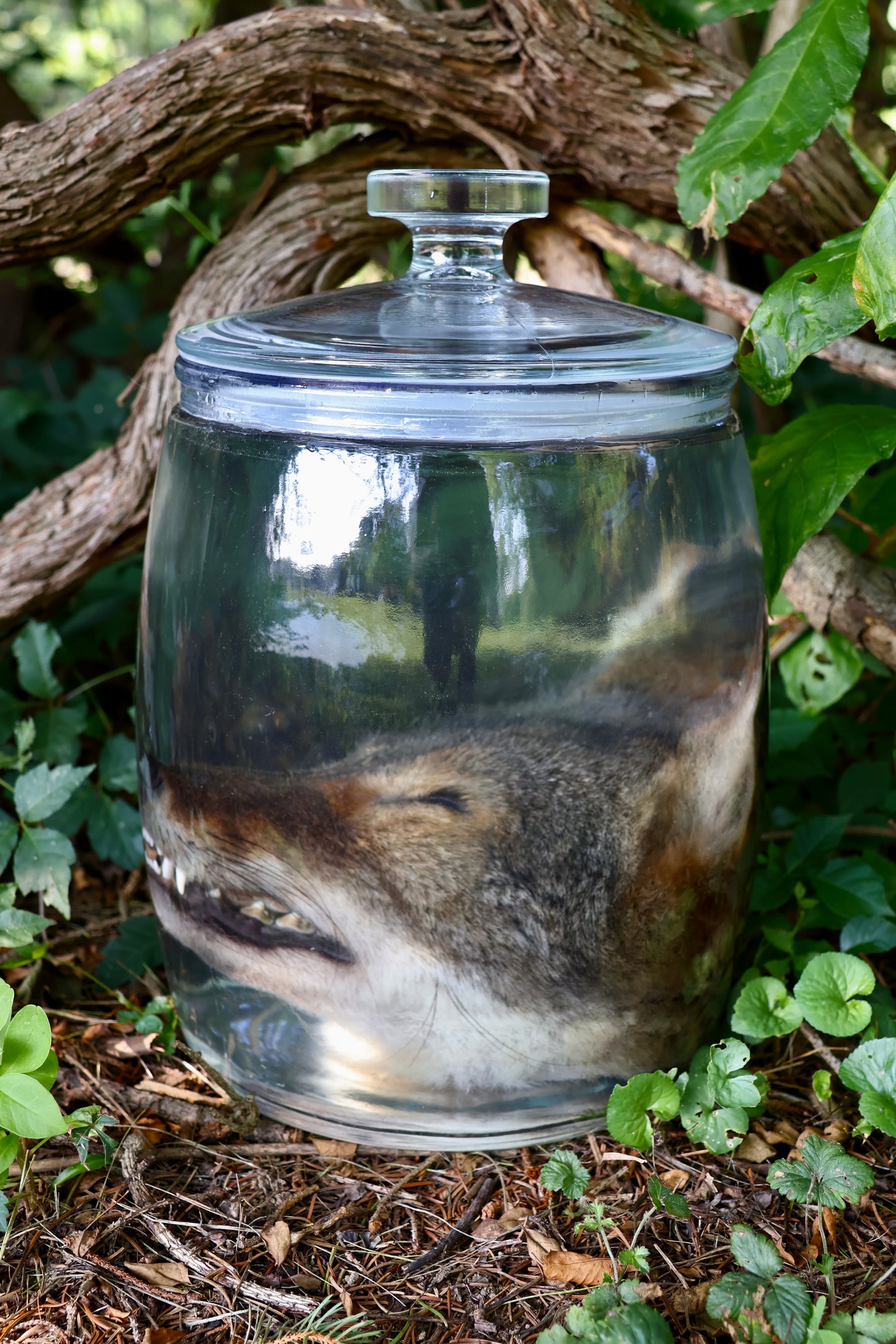 Coyote Head Wet Specimen