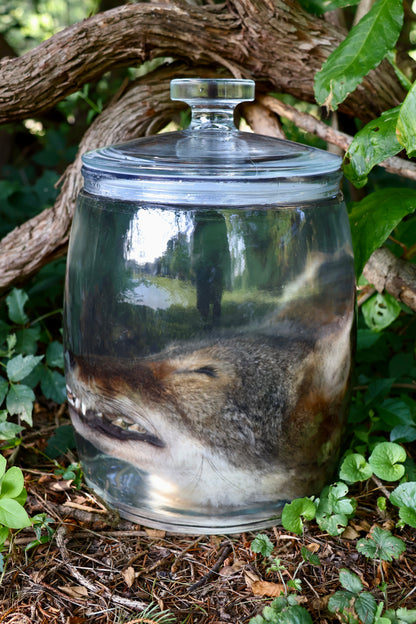 Coyote Head Wet Specimen