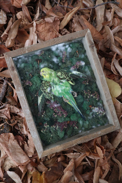 Reserved for Erin - Grove of the Ancients - Dry Preserved Parakeet