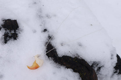 Mountain Lion Claw Necklace