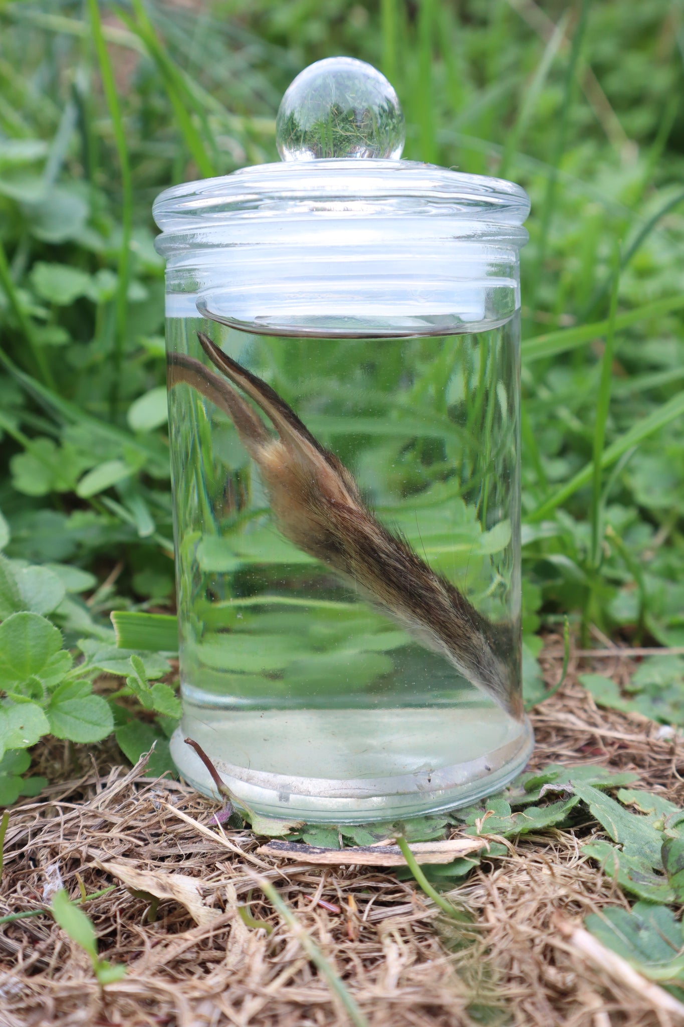 Baby Cottontail Rabbit Face Wet Specimen