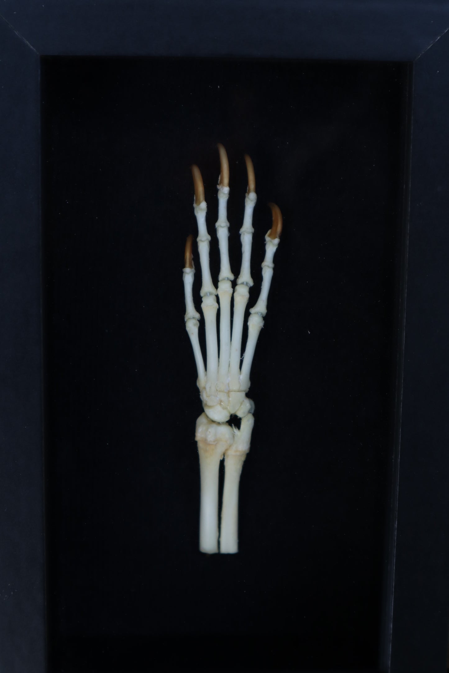 Reserved for Madison - Raccoon Paw Articulation