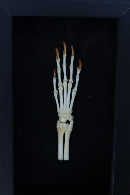 Reserved for Madison - Raccoon Paw Articulation
