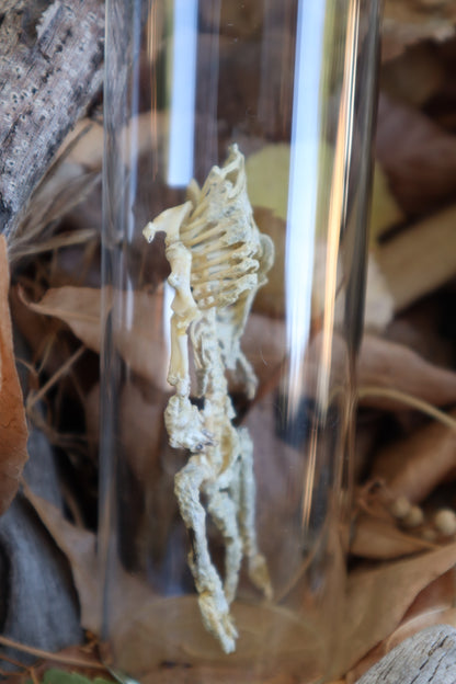 Fetal Beaver Skeleton