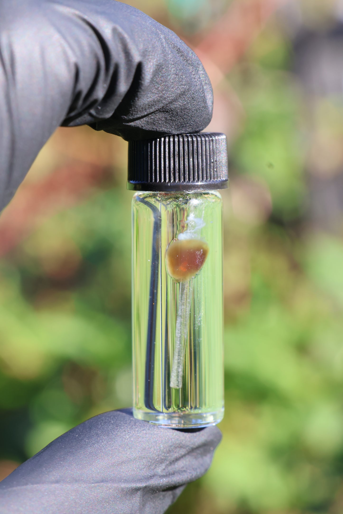 Diaphonized Mouse Heart