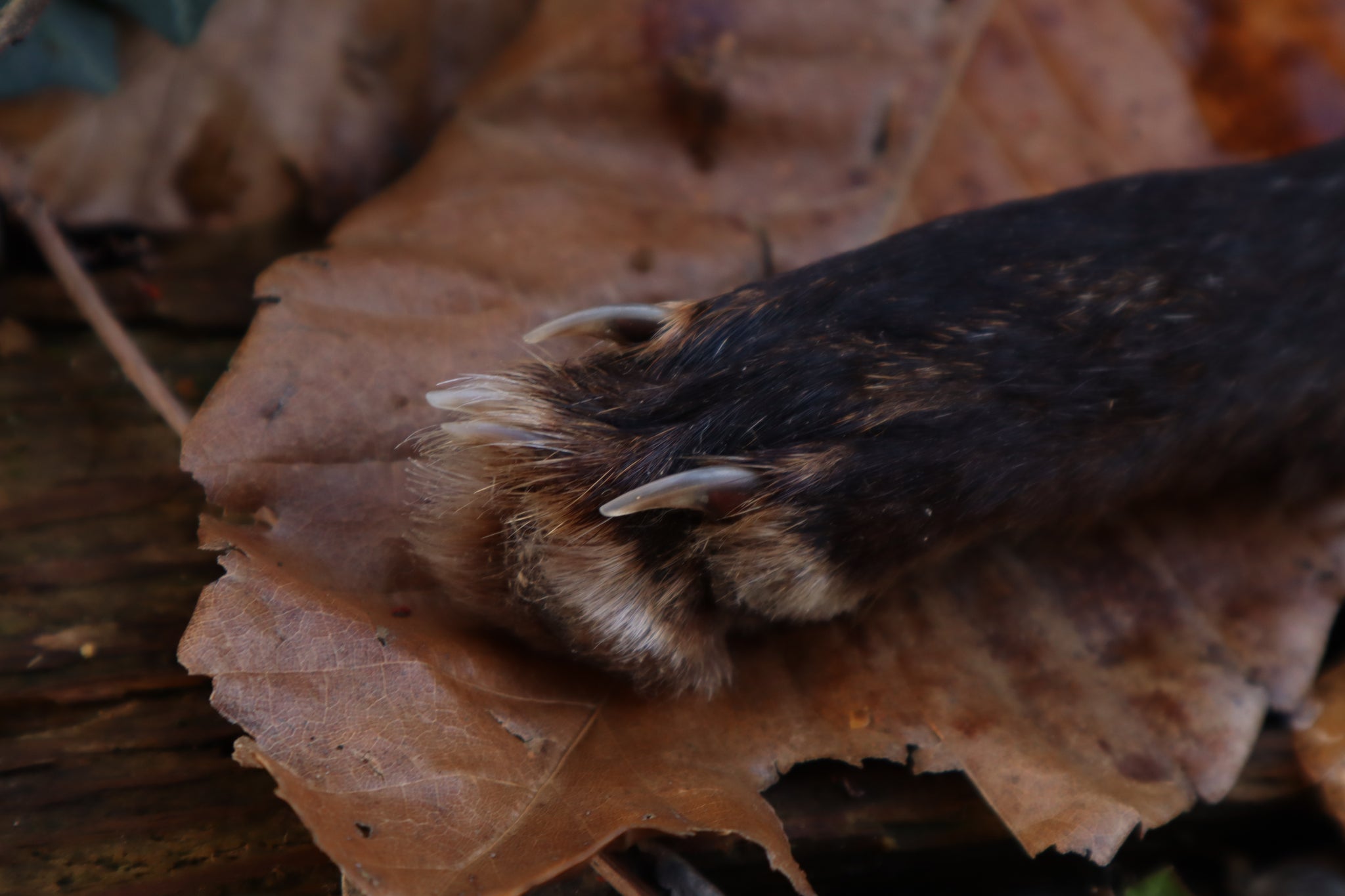 Reserved for Danielle - Red Fox Paw Knife