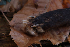 Reserved for Danielle - Red Fox Paw Knife