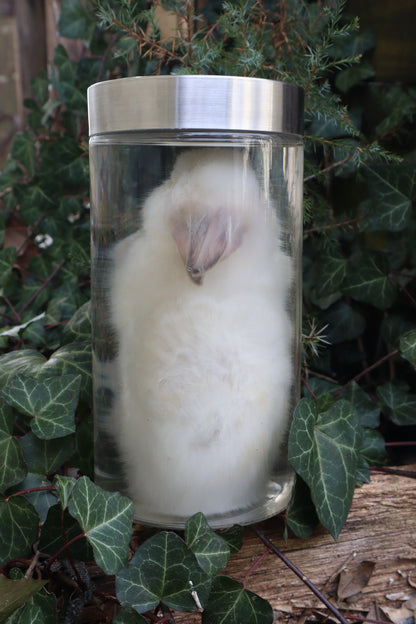 White Rabbit Wet Specimen