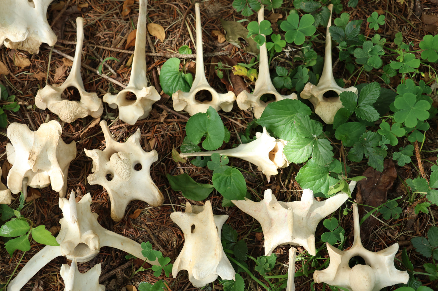 27 Whitetail Deer Vertebrae Lot