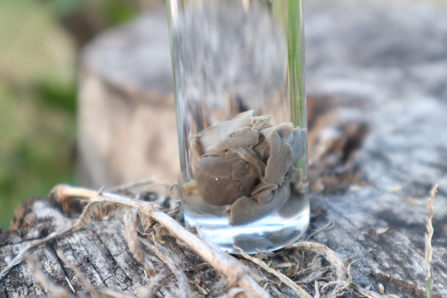 Kitten Heart and Lungs Wet Specimen