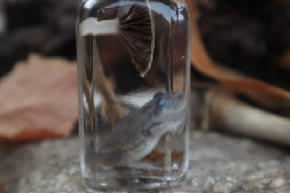 Gray Tree Frog and Fairy Ring Mushroom Wet Specimen