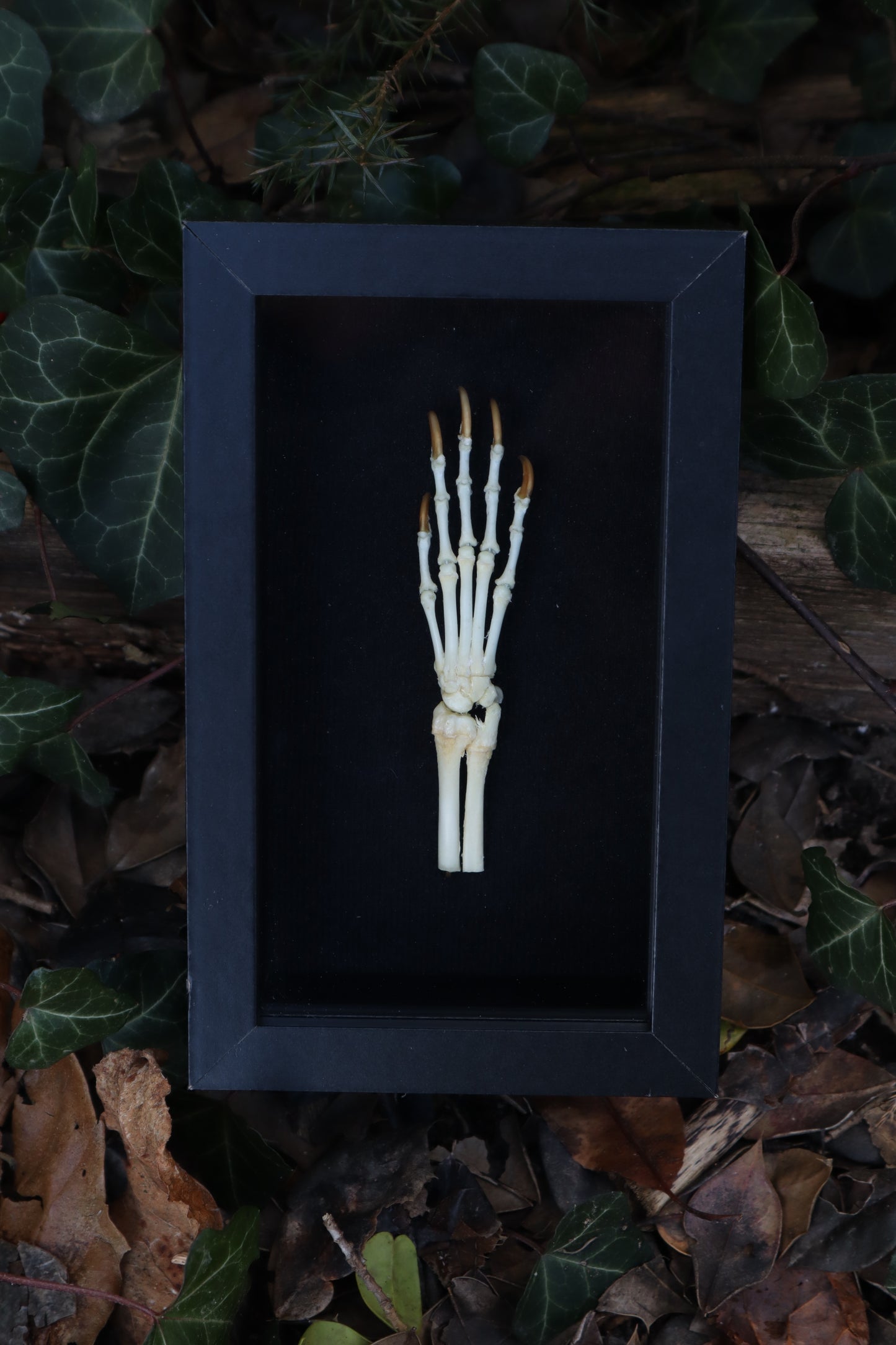 Reserved for Madison - Raccoon Paw Articulation