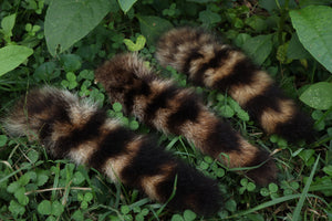 Raccoon Tail