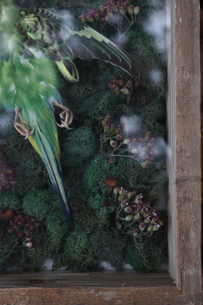 Reserved for Erin - Grove of the Ancients - Dry Preserved Parakeet