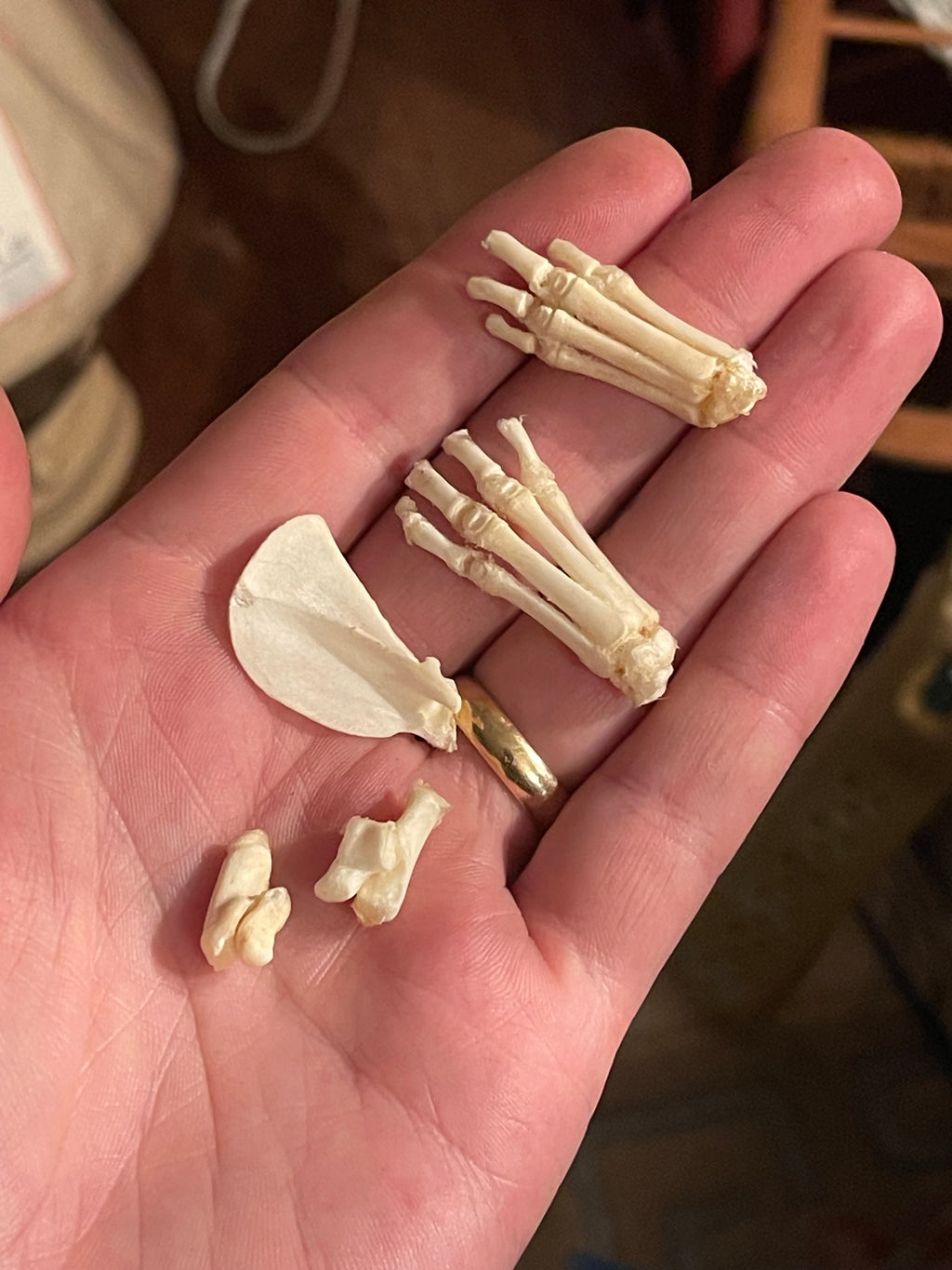 Reserved for Danielle - Craft Kitten Bone Lot