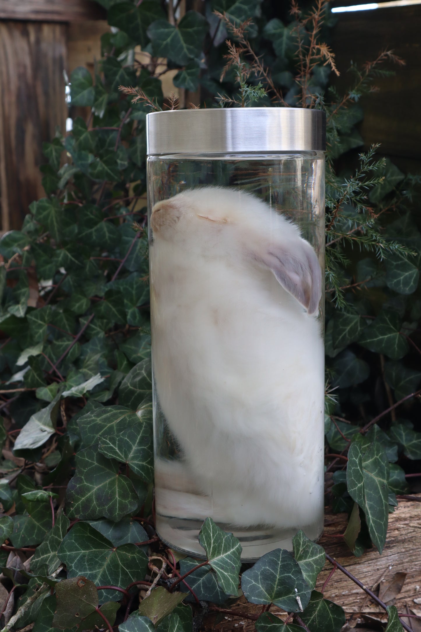 White Rabbit Wet Specimen