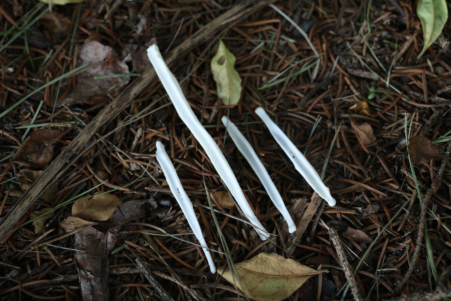 Reserved for Amber - Red Fox and Coyote Baculum