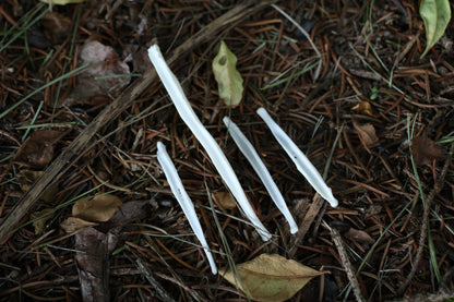 Reserved for Amber - Red Fox and Coyote Baculum