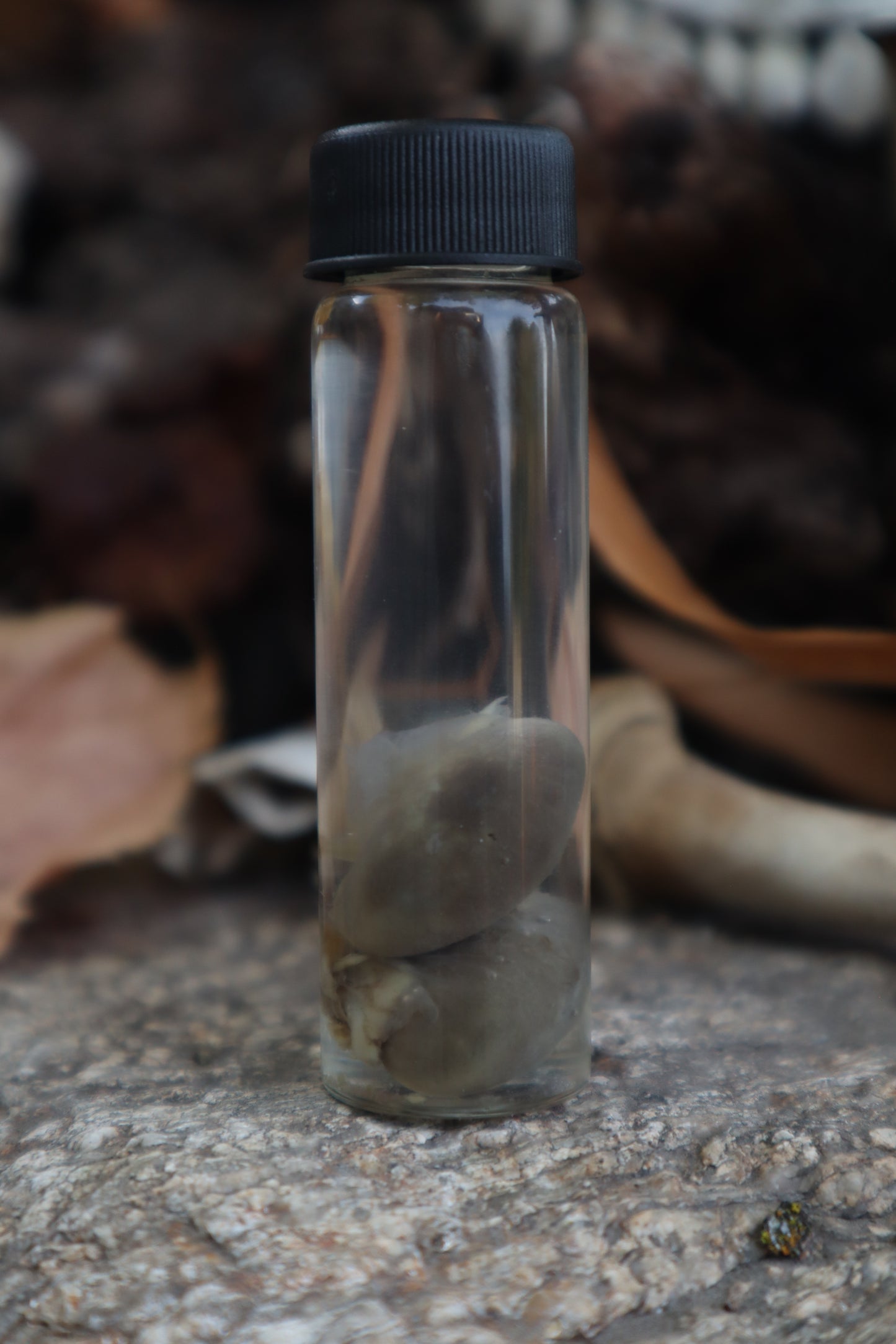 Kitten Kidneys Wet Specimen