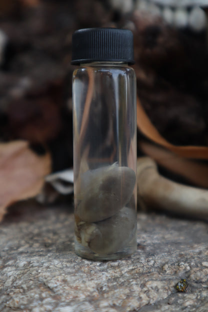 Kitten Kidneys Wet Specimen