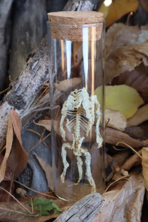 Fetal Beaver Skeleton