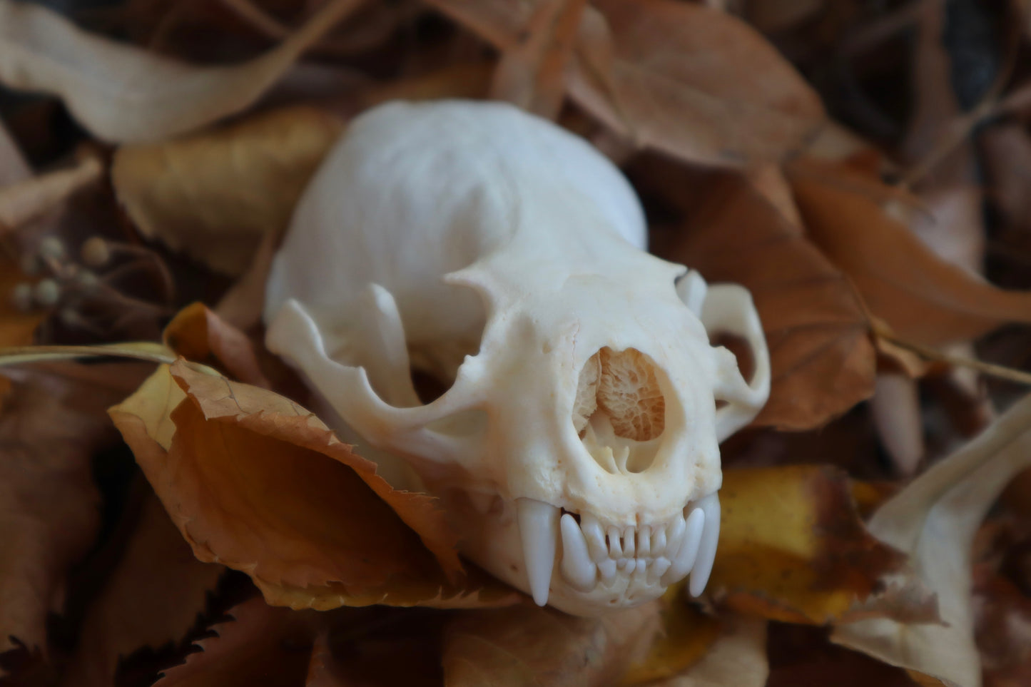 Damaged River Otter Skull