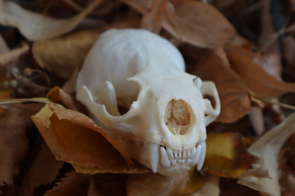 Damaged River Otter Skull