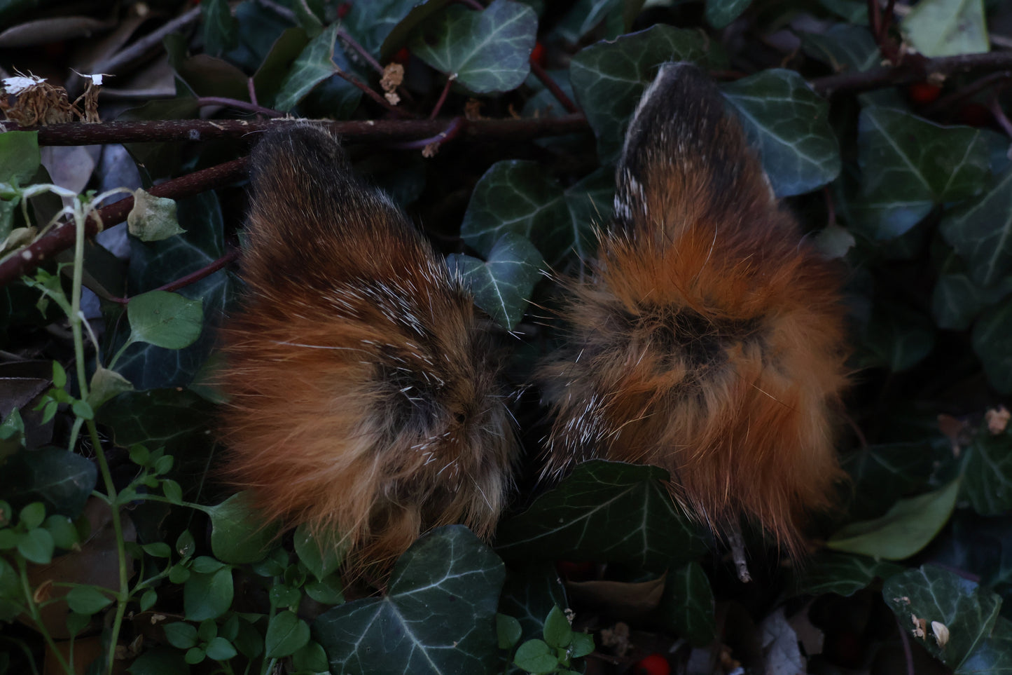Reserved for Amber - Dry Preserved Red Fox Ears