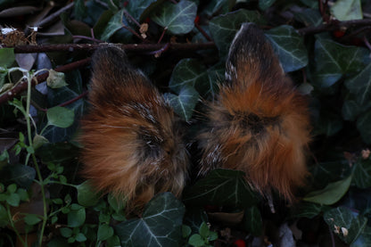 Reserved for Amber - Dry Preserved Red Fox Ears