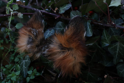 Reserved for Amber - Dry Preserved Red Fox Ears
