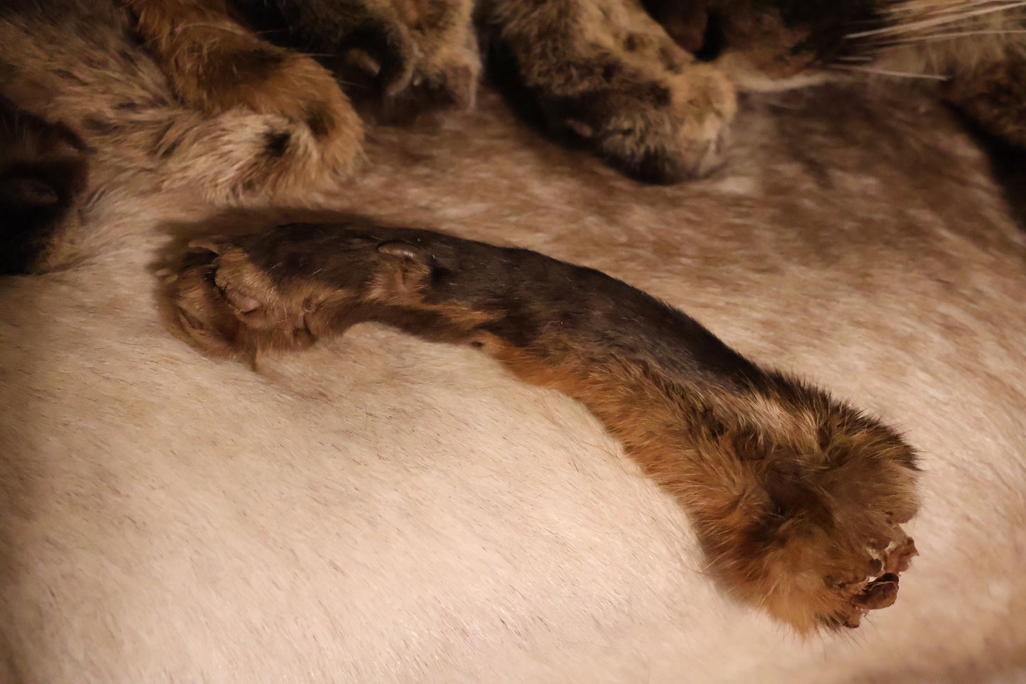Dry Preserved Red Fox Arm