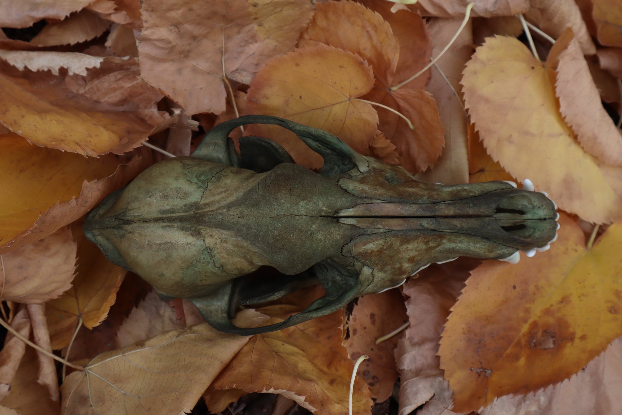 Reserved for Devyn - Ancient Grove Coyote Skull