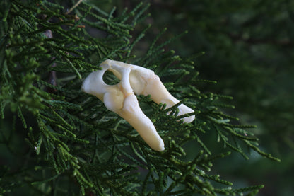 Kitten Pelvis