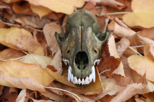 Reserved for Devyn - Ancient Grove Coyote Skull