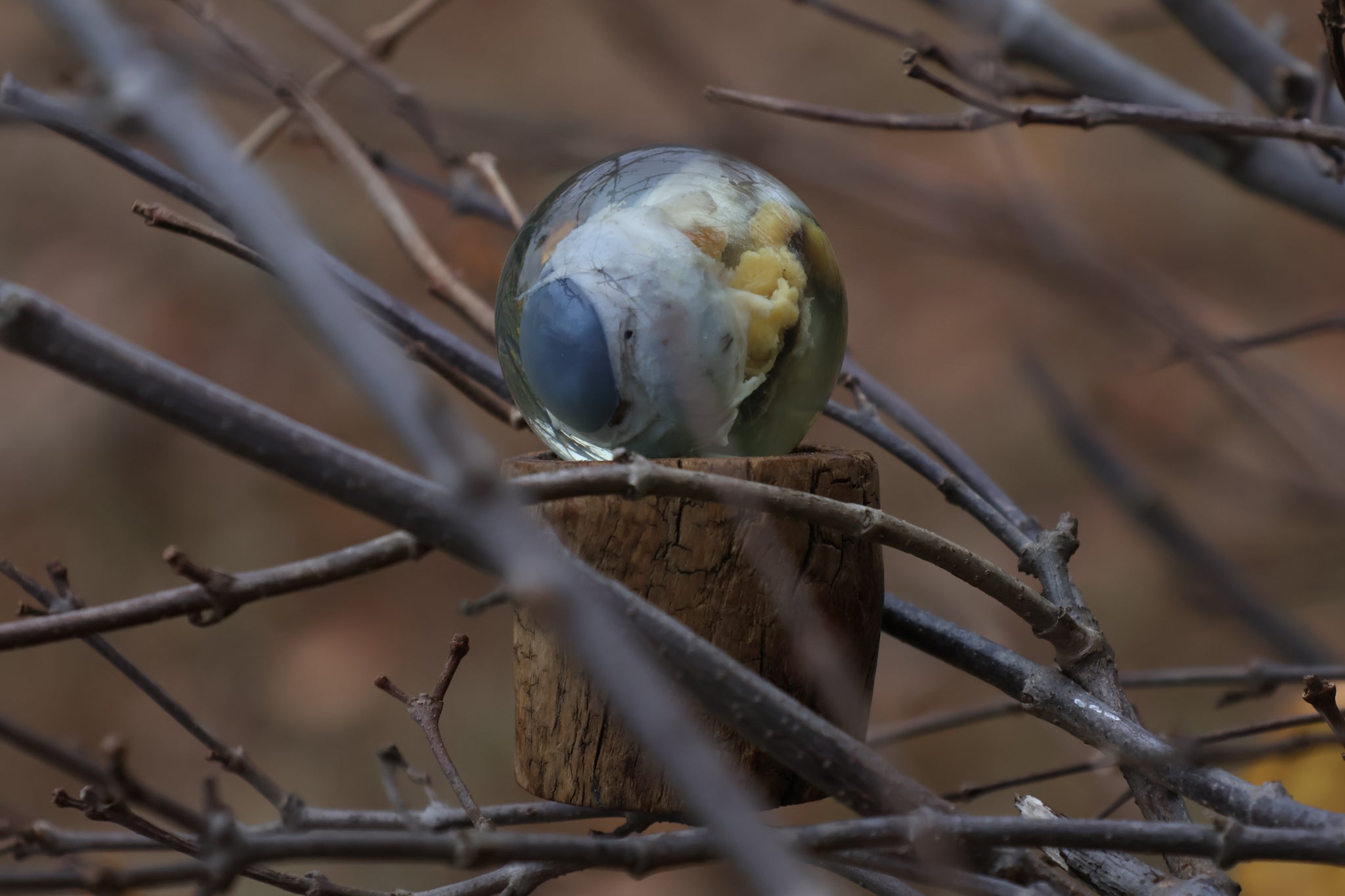 Bobcat Eyeball Crystal Ball