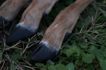 Whitetail Deer Leg