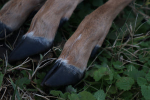 Whitetail Deer Leg