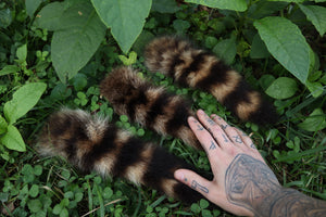 Raccoon Tail