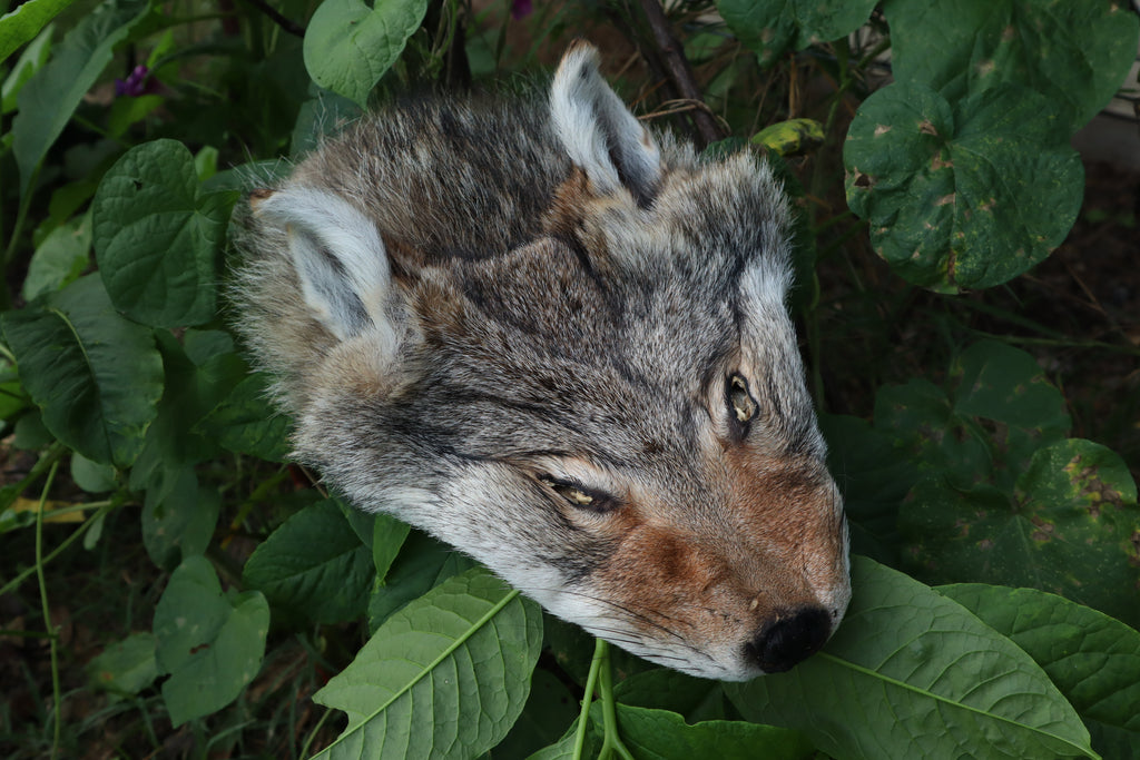 Soft Tanned Craft Coyote Face