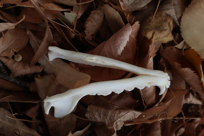 Reserved for Mary - Pathological Red Fox Skull
