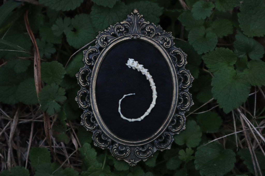 Spiral Kitten Tail Articulation