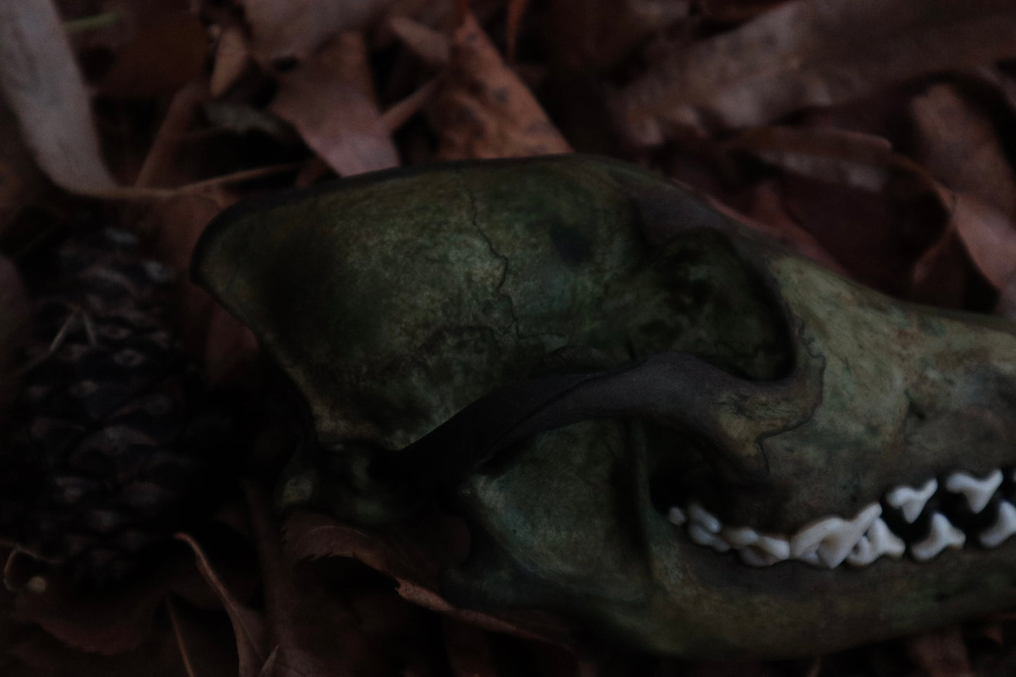 Reserved for Sev - Ancient Grove Coyote Skull