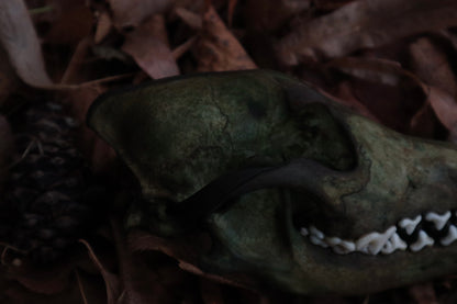 Reserved for Sev - Ancient Grove Coyote Skull