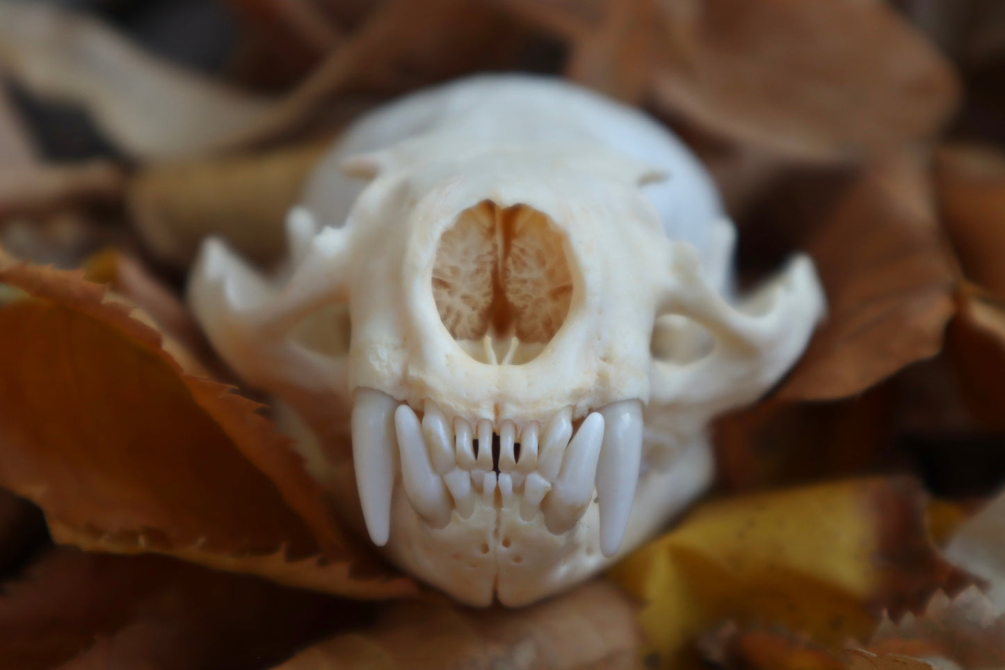 Damaged River Otter Skull