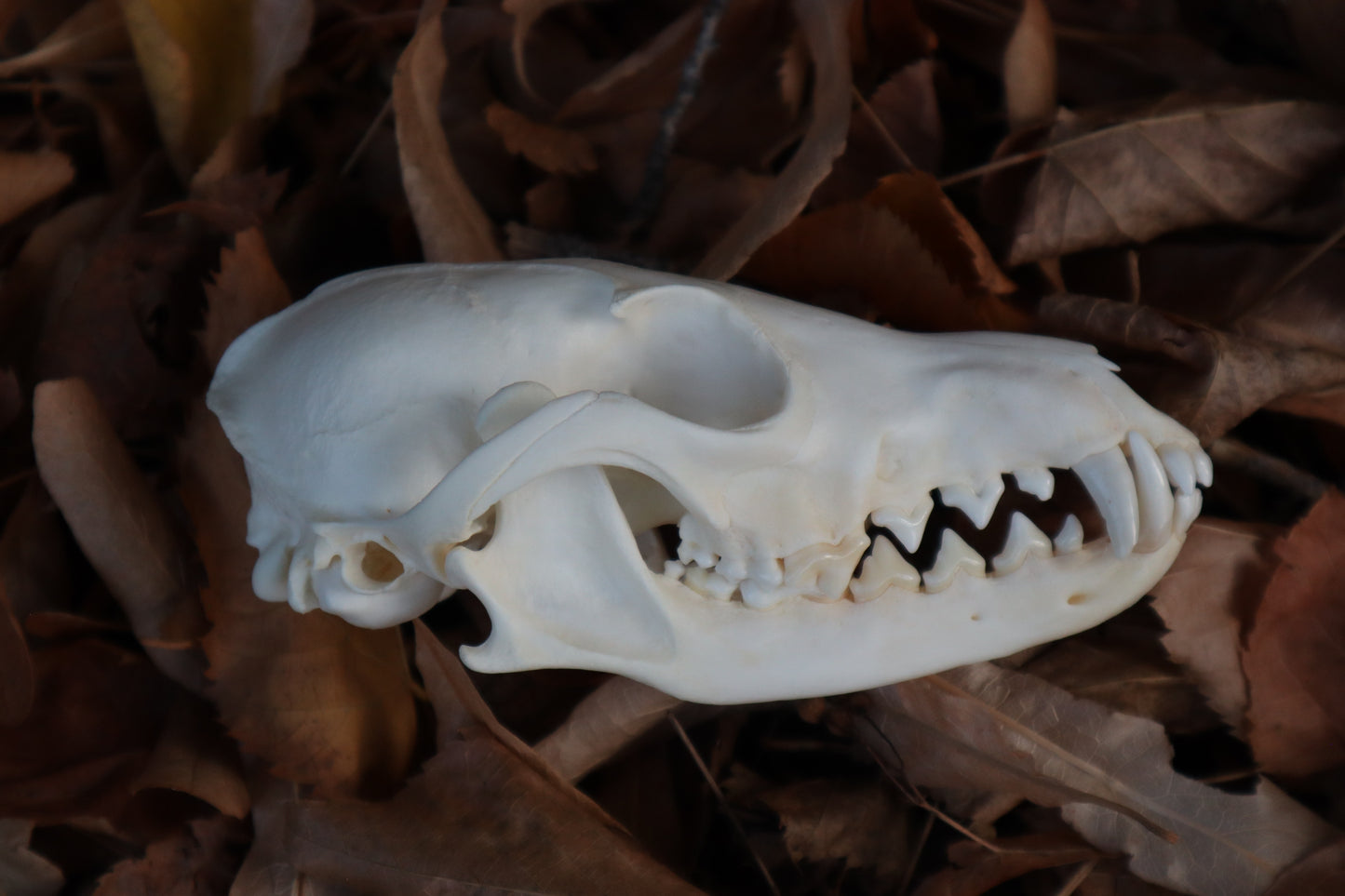 Red Fox Skull