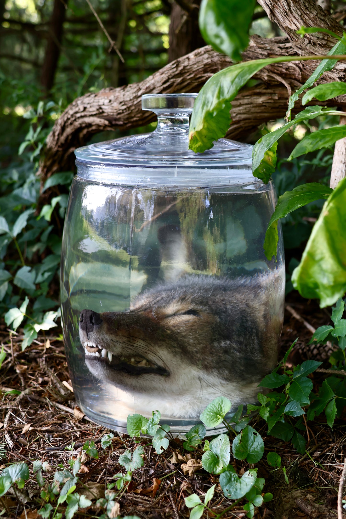 Coyote Head Wet Specimen